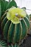 eriocactus magnificus 2.JPG
